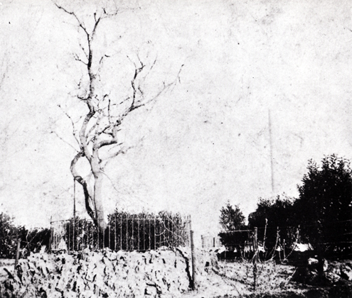 Villa Glori. Mandorlo sotto il quale il 23 ottobre 1867 cadde ferito a morte Enrico Cairoli  - 1870 
